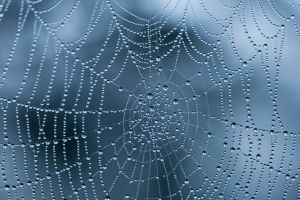 Spinnennetz Hintergrundbilder