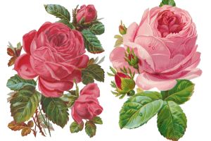 Rosenmuster Hintergrundbilder