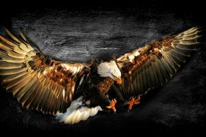 Weißkopfseeadler Hintergrundbilder