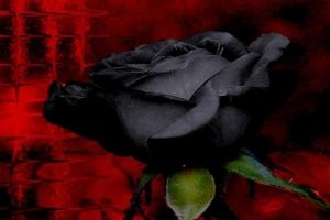 Schwarze Rosen Hintergrundbilder
