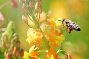 Bienen Hintergrundbilder
