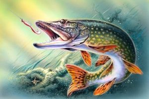 Fisch Hintergrundbilder