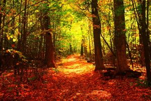 Herbst Hintergrundbilder