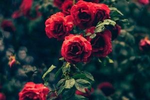 Blaue Rosen Hintergrundbilder