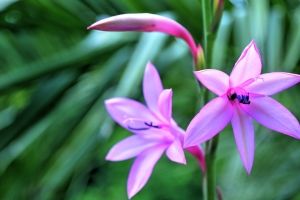 Exotische Blumen Hintergrundbilder