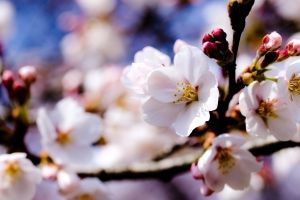 Apfelbaum Hintergrundbilder
