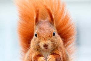 Tiere Hintergrundbilder 3D