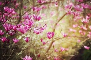 Frühling Hintergrundbilder HD