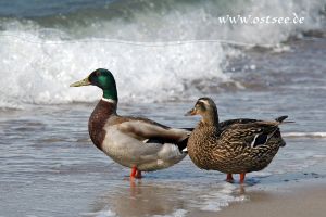 Enten Hintergrundbilder