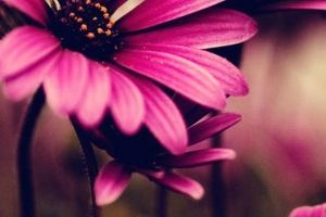 Hintergrundbilder Handy Blumen
