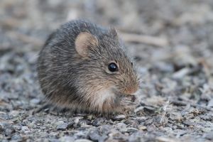 Mäuse Hintergrundbilder