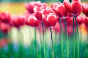 Tulpen Hintergrundbilder
