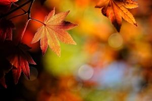 Herbstlaub Hintergrundbilder