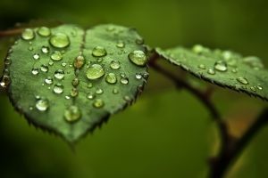 Hintergrundbilder der Natur und Wassertropfen