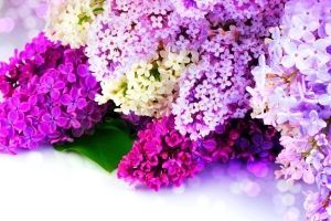 Frühling Schöne Hintergrundbilder für Desktop