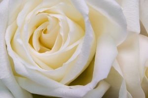 Weiße Rose Hintergrundbilder