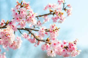 Schöne Hintergrundbilder mit Blumen