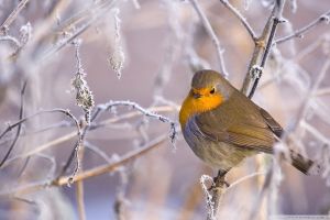 Winter Hintergrundbilder HD
