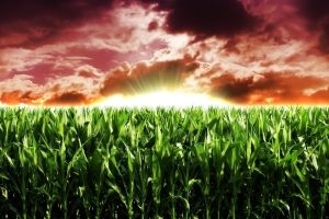 Landwirtschaft Hintergrundbilder