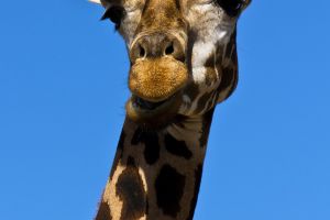 Giraffe Hintergrundbilder