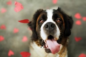 Hunde Hintergrundbilder