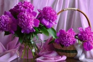 Lila Blumen Hintergrundbilder