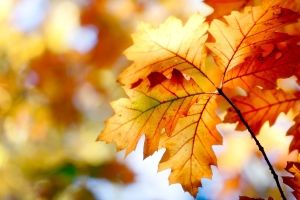 Herbstblätter Hintergrundbilder