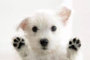Hund Hintergrundbilder