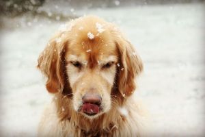 Schneeflocke Hintergrundbilder