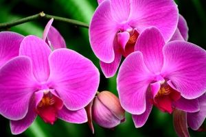 Hintergrundbilder der Natur, Blumen und Orchideen