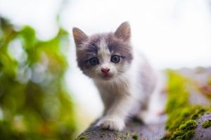 Katze Hintergrundbilder