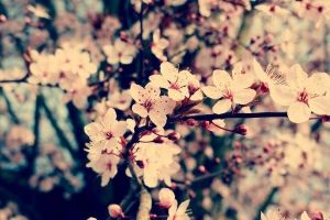 Kirschblüten Hintergrundbilder