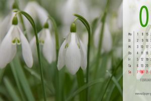 Natur und Blumen Hintergrundbilder