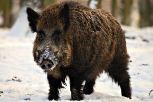 Wildschwein Hintergrundbilder